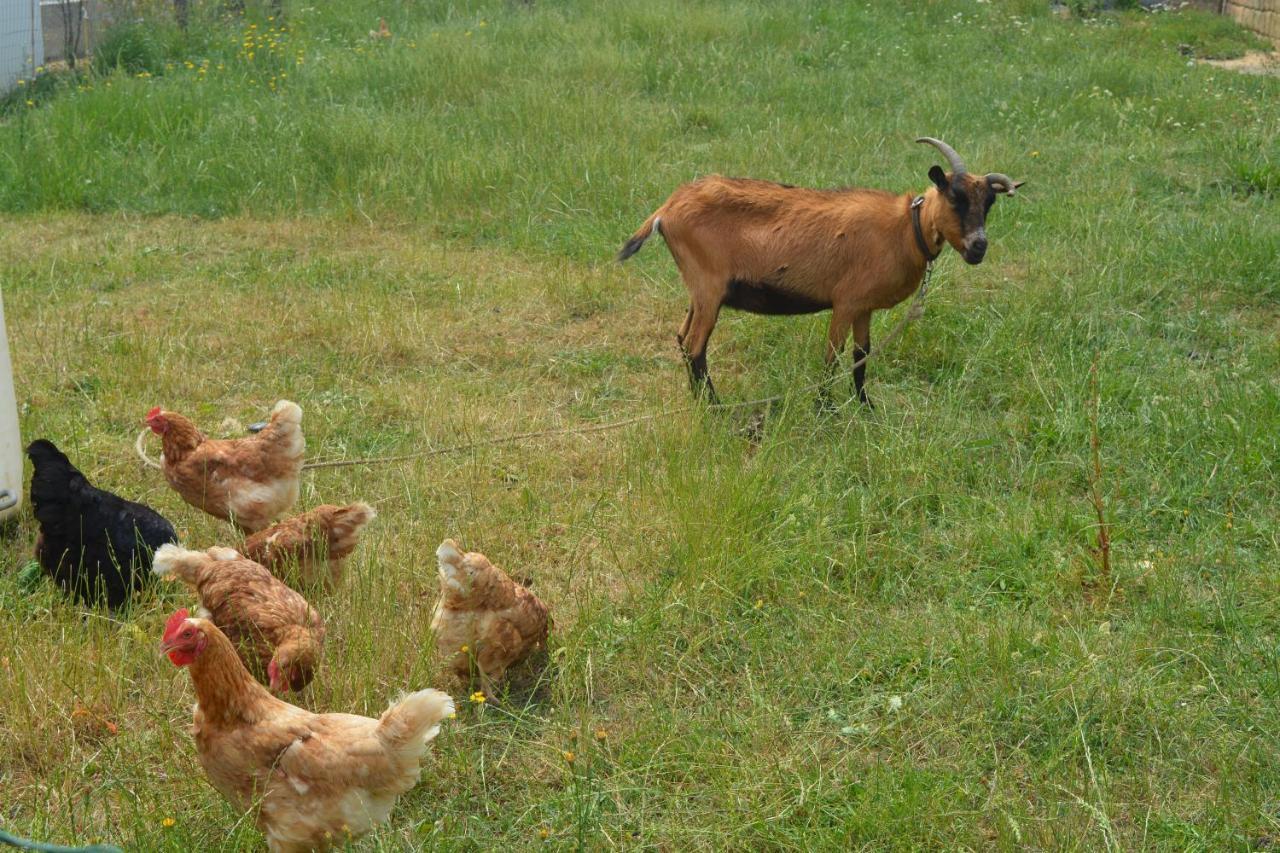 Detente Et Confort - Gite Baie Bocage Sartilly-Baie-Bocage Buitenkant foto